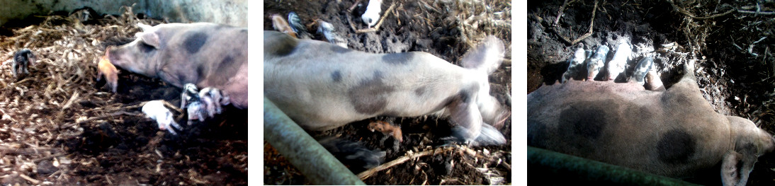 Images of tropical backyard sow suckling piglets
              on the third day