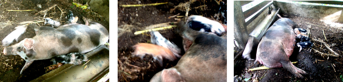 Images of tripical backyard sow and piglets on
                fourth day