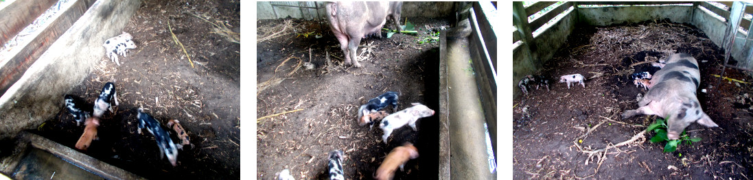 Images of tropical backyard sow and piglets