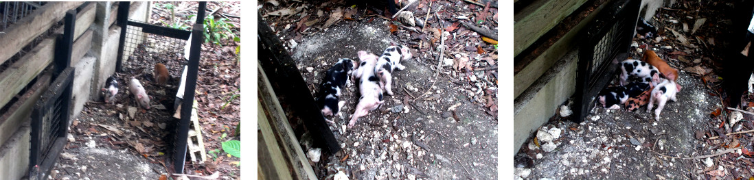 Images of young tropical backyard piglets outside
            their pen