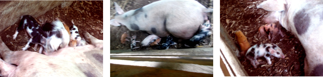 Images of tropical backyard piglets with mother