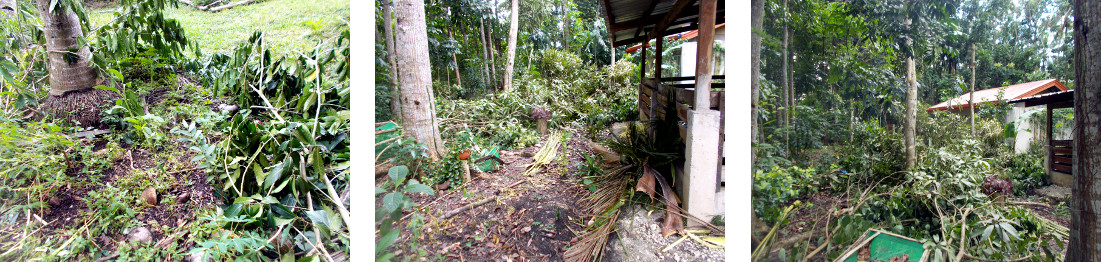 Images of chaos caused by cutting trees in
                  tropical backyard