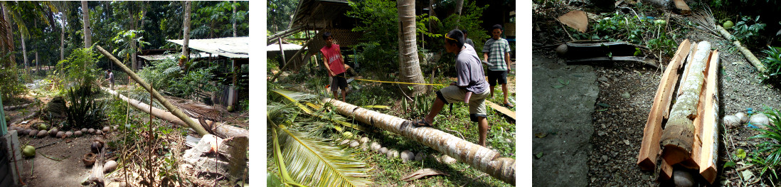 Images of tropical backyard coconut tree being
                  cut up