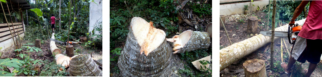 Images of felled tree being cut up in tropical
                  bckyard