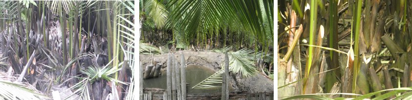 Images of Nipa palm trees