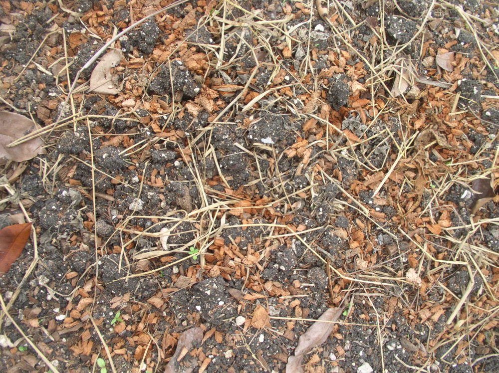 Photo of the soil with Rice straw and coconut
        chippings