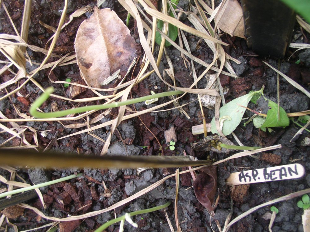 Photo of
            growing bean shoots, eaten by unknown culprit