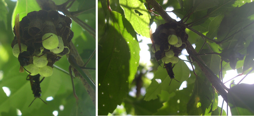 Images of hornets nest in tree