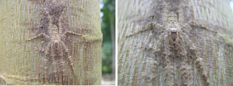 Images of spider in tropical garden