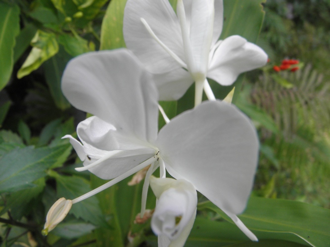 Image of flowering Camia