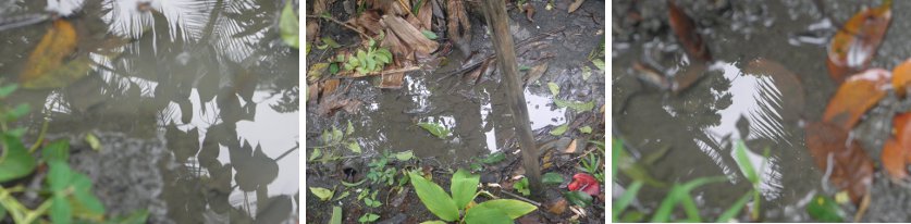 Images of garden
        puddles after the storm