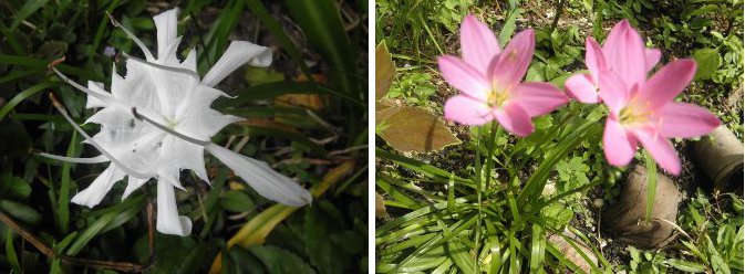 Images of White and Pink Wild Flowers