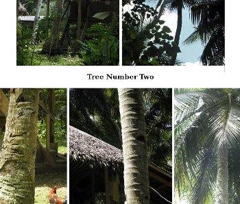 Visual link to page on cutting down coconut trees