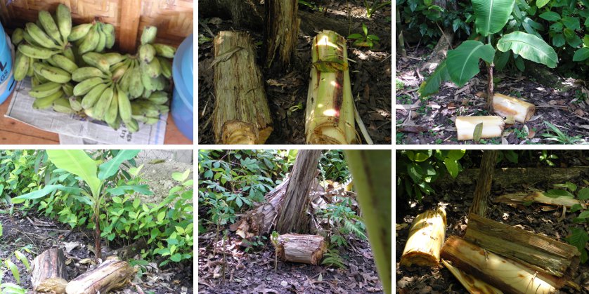 Images of harvested Bananas and
            distributed Banana trunk