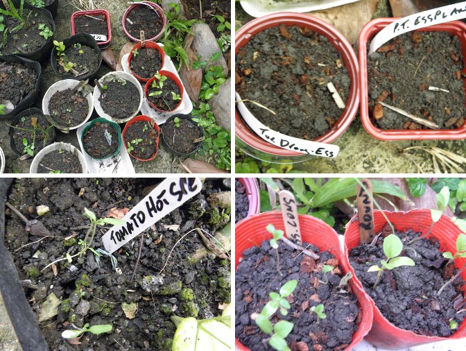 Images of
            potted seeds growing, or not.....