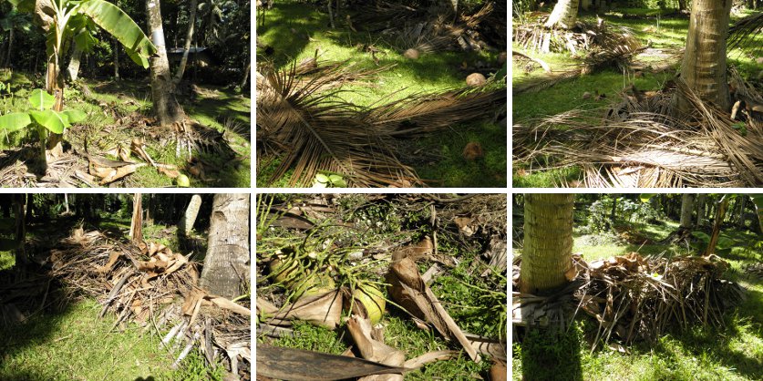 Images of debries from
                  Coconut harvest
