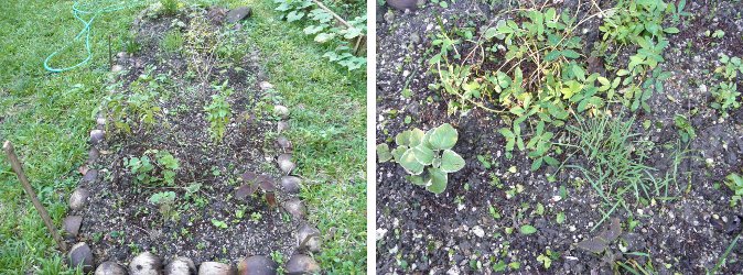 Images of recently
        seeded herb patch