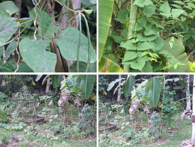 Images of Beans growing in the Northern
            Garden