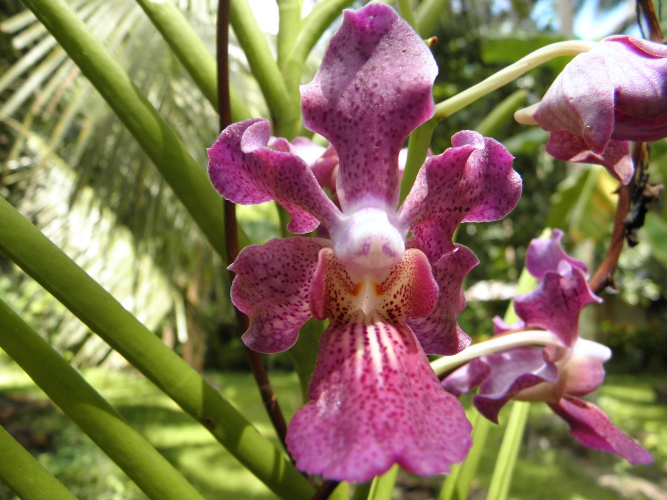 Image of garden orchid blooming