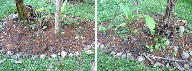 Images of newly seeded Banana Patch