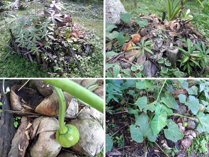 Images of plants growing on compost heaps
        under trees