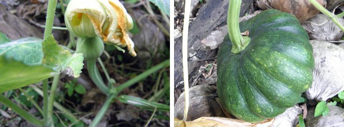 Images of
            growing Squash