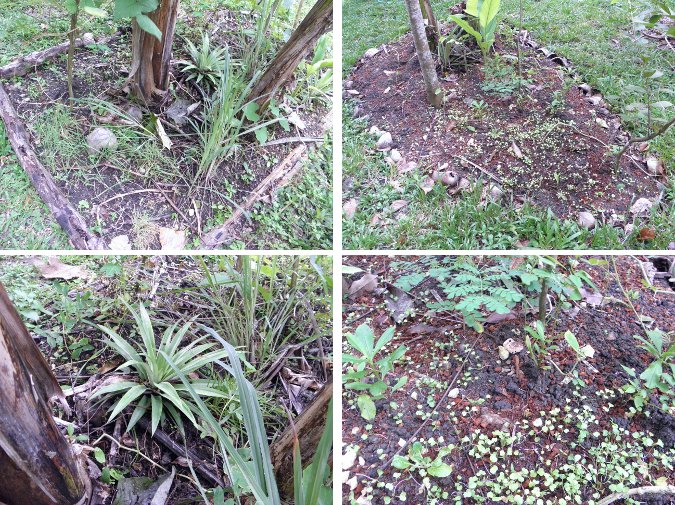 Images of
            mini-Gardens under Banana Trees