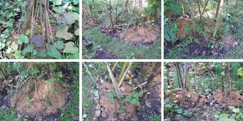 Images of various vine patches