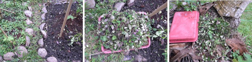 Images of weeding with areas with and
            without weeds -plus compost heap