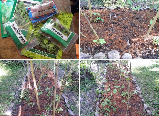 Images of new seeds plus weeded and
              seeded patch