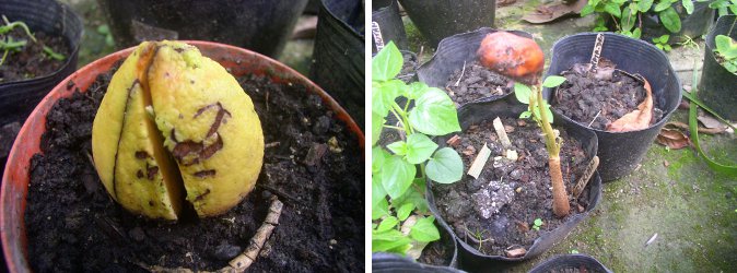 Images of Avocado sprouting and Durian seedling
        struggling to get free of seedshell