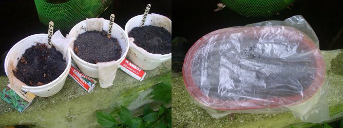 Images of home made plant cooling evaporation
        system and cacti in moisture preserving plastic bag