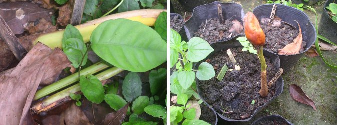 Lanzones seedling and
        sprouting Durian