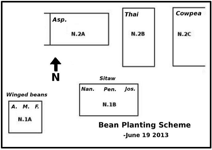 Diagramme of bean planting scheme