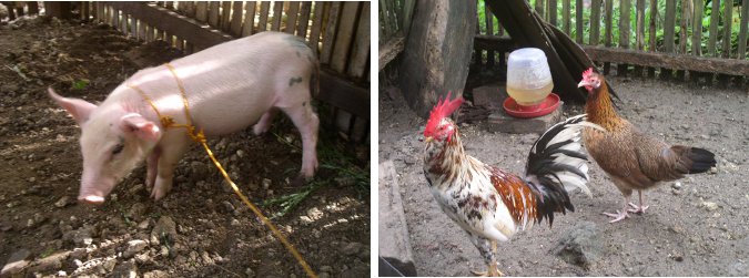 Images of Pig and Chickens
