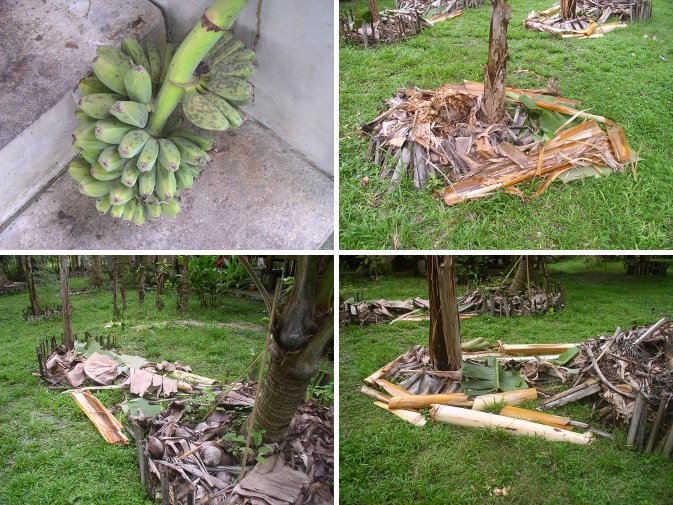Images of picked banana bunch with
          remains of tree distributed among other banana plants