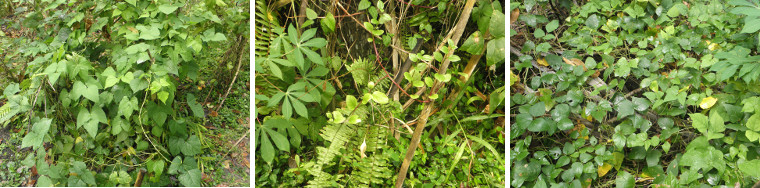 Images of wild growth in tropical garden