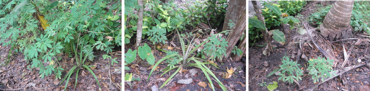 Images of various plants struggling to survive in a
        tropical garden