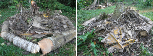 Small garden patch around coconut tree
        stump under construction