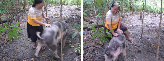 Images of woman trying to ride pig