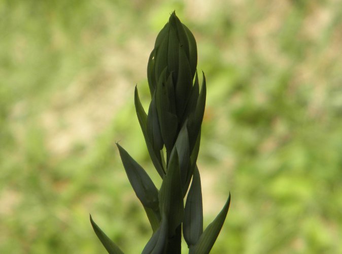 Image of Budding Orchid