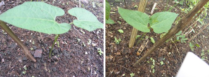 Images of young
        Henderson Bush Bean and Blue Tepary Bean growing