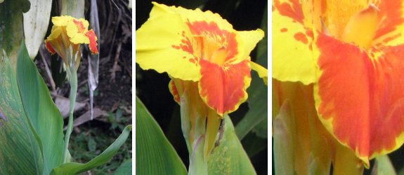 Images of a Canna
        Lily