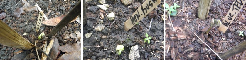 Images of Beans
        sprouting in garden