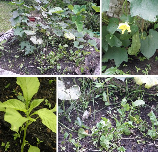 Images of
        vegetables growing in my patch
