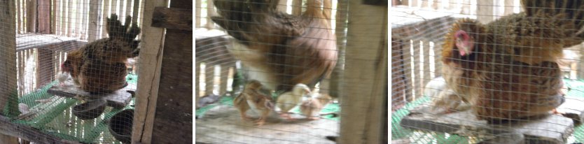Images of hen with
        chicks