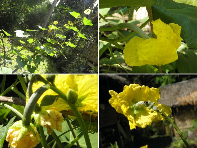 Images of newly
        ferlized patola flowers