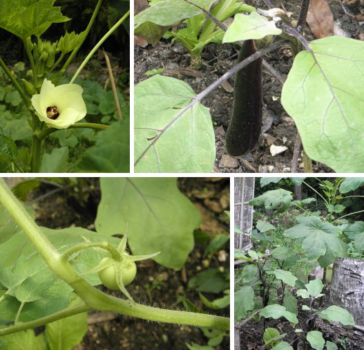 Images of
        vegetables growing in Penny's patch