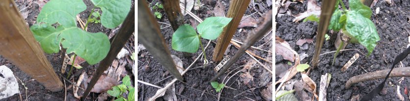 Images of young
        pole beans growing