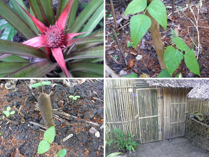 Images of growing pinapple, growing beans and new
        chicken house door